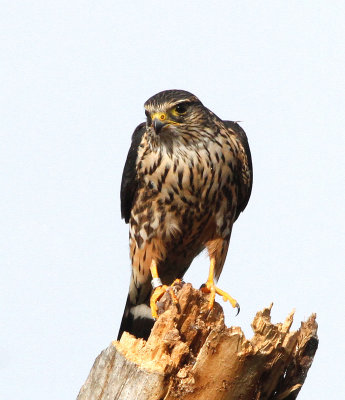 Merlin, Juvenile