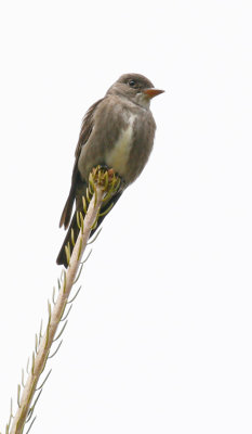 Olive-sided Flycatcher 