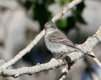 gray_flycatcher