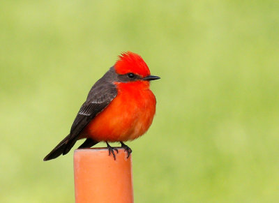 Vermillion Flycatcher 