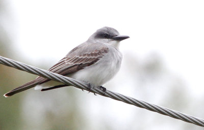 Gray Kingbird 