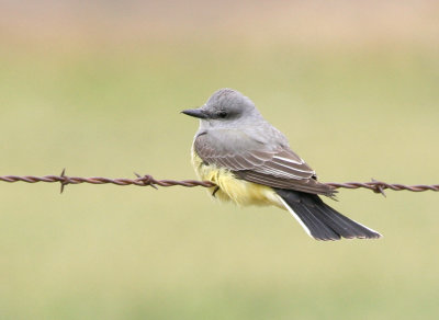 Western Kingbird 