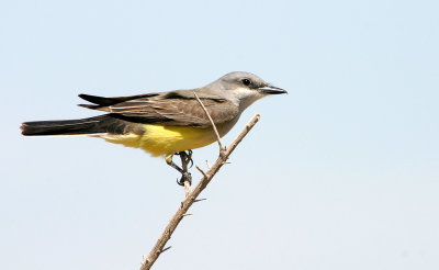 Western Kingbird 