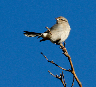 Northern Shrike