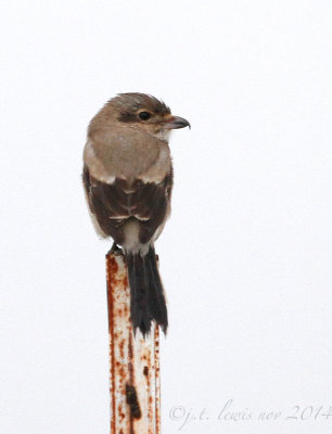 Northern Shrike 