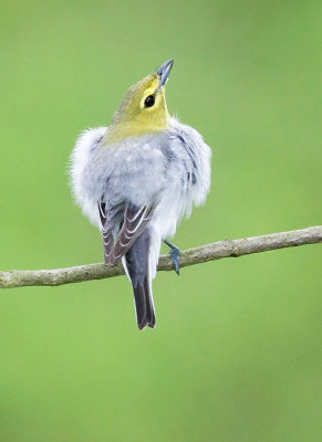 Yellow-throated Vireo 