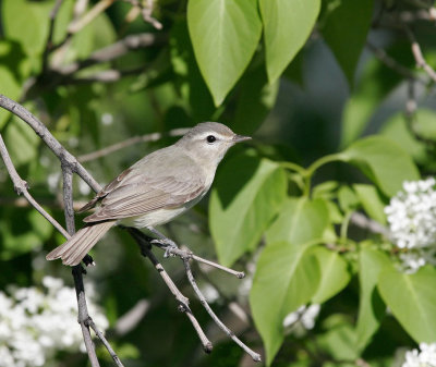 warbling_vireo