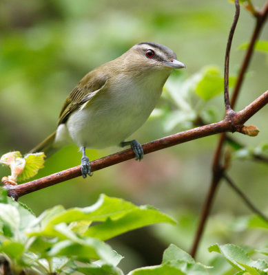 Red-eyed Vireo 