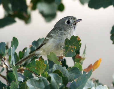 huttons_vireo