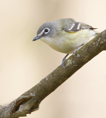 Blue-headed Vireo 