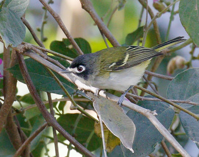 blackcapped_vireo