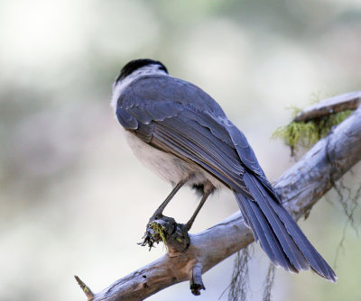 Canada Jay