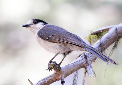 canada_jay