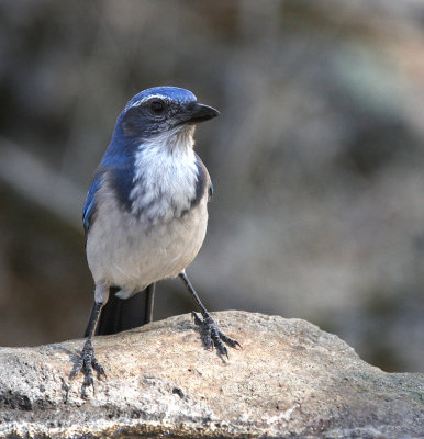 California Scrub-Jay