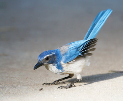 California Scrub Jay