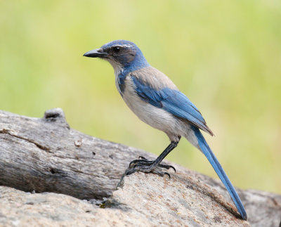 California Scrub-Jay 