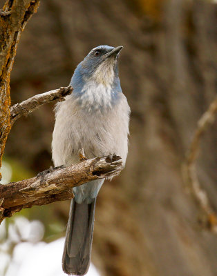 Woodhouse's Scrub-Jay