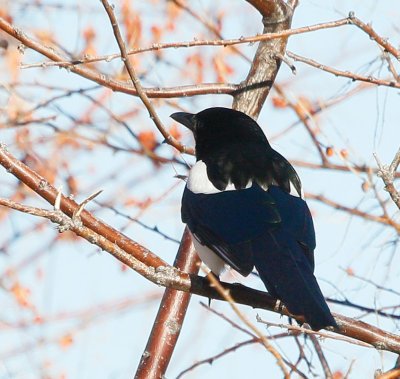 Black-billed Magpie