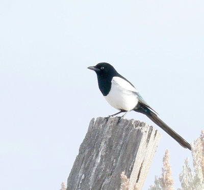 Black-billed Magpie