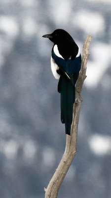 Black-billed Magpie