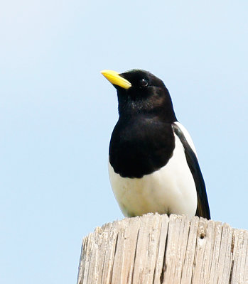 Yellow-billed Magpie