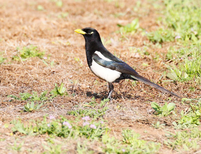 Yellow-billed Magpie 