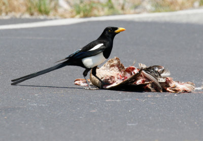 Yellow-billed Magpie 