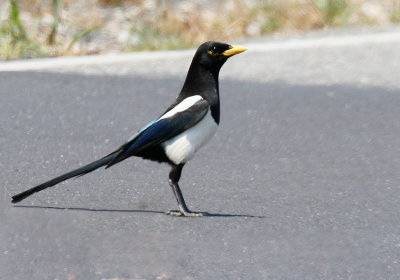 Yellow-billed Magpie 