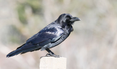 common_raven
