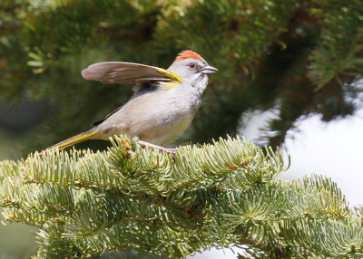 Green-tailed Towhee 