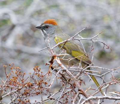 Green-tailed Towhee 