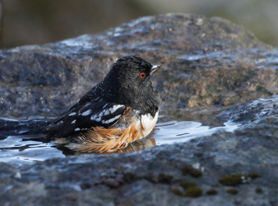Spotted  Towhee 