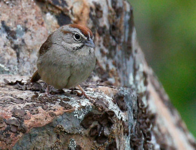 Rufous-crowned Sparrow 