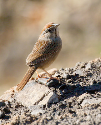 Rufous-crowned Sparrow 
