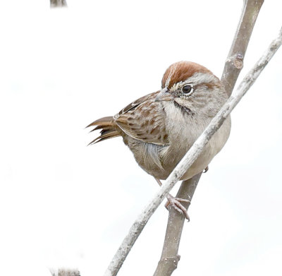 Rufous-crowned Sparrow 