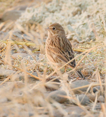 vesper_sparrow