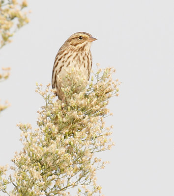 Brewer's Sparrow 