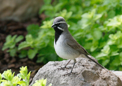 blackthroated_sparrow