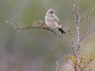 Sagebrush Sparrow 