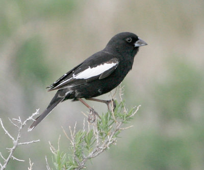 Lark Bunting 