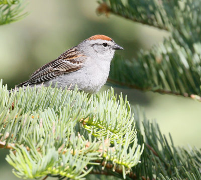 Chipping Sparrow 