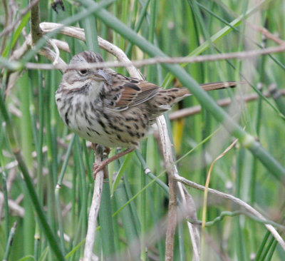 Song Sparrow 