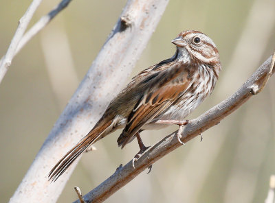 Song Sparrow 