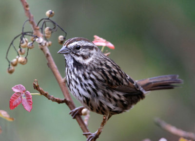 song_sparrow