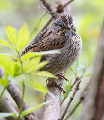 Lincoln's Sparrow 