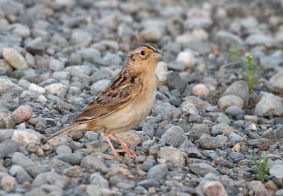 Grasshopper Sparrow