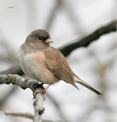 Dark-eyed Junco 