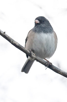 Dark-eyed Junco 
