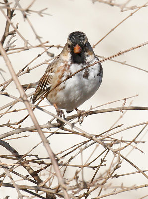 Harris's Sparrow