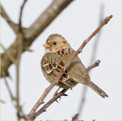 Harris's Sparrow
